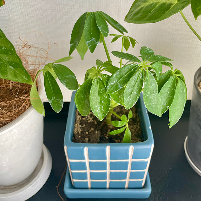 shidakaさんの部屋