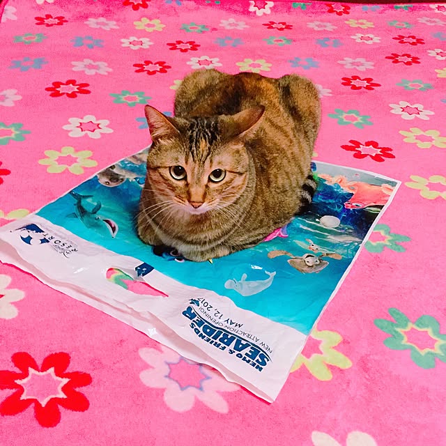 MASAさんの実例写真