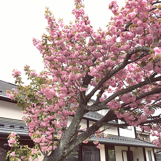 yuki.ni_tsuさんの実例写真