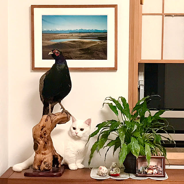 鳥 剥製のおしゃれなアレンジ・飾り方のインテリア実例 鳥 剥製のおしゃれなアレンジ・飾り方のインテリア実例