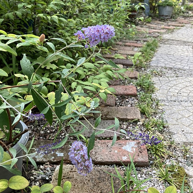 机/ブッドレア　ブルーダイヤモンド/ブッドレア/植物のある暮らし/お花が好き...などのインテリア実例 - 2021-08-10 16:25:40