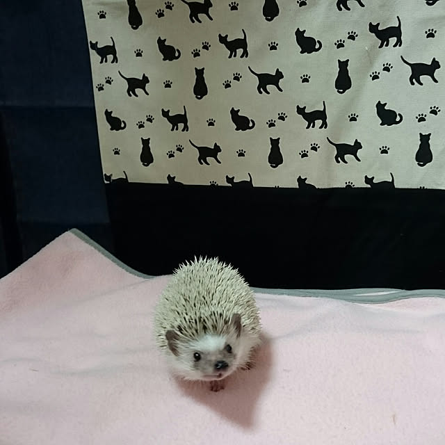 Reikomさんの実例写真