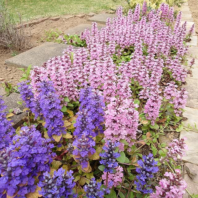 fleur-mamanさんの部屋