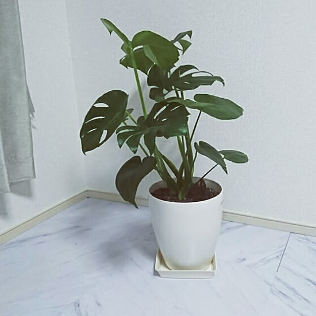 leonさんの実例写真
