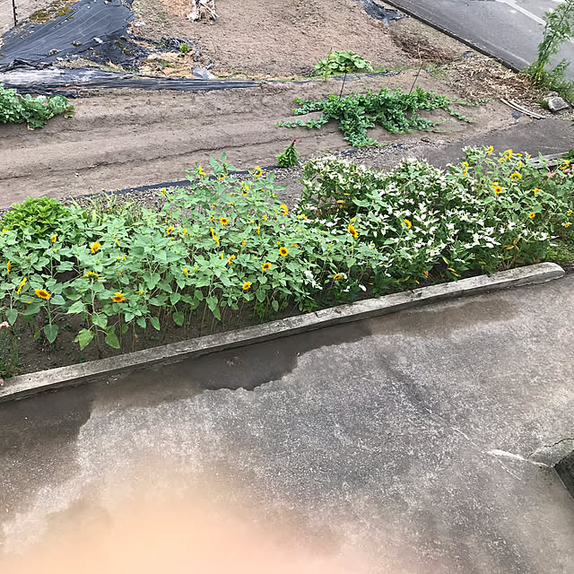 aoinokimiさんの部屋