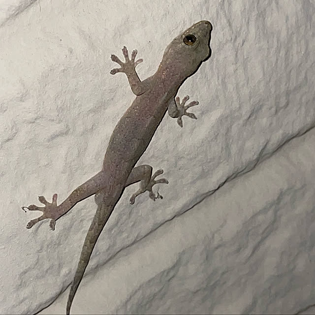 mameさんの実例写真