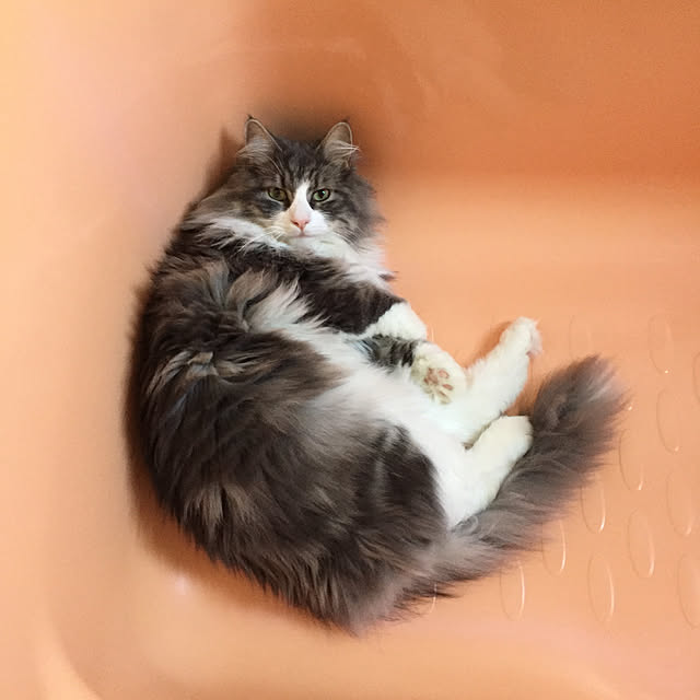 emさんの実例写真