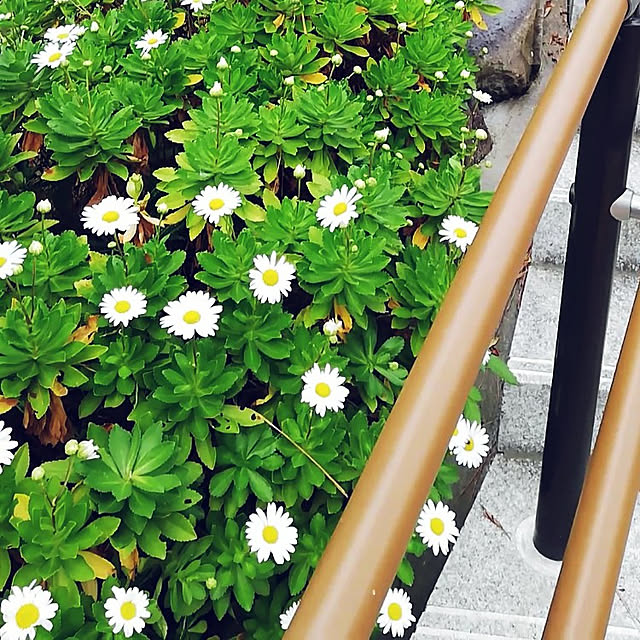 surviveさんの実例写真