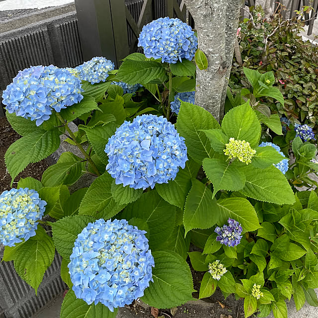 nanachanmamaさんの実例写真