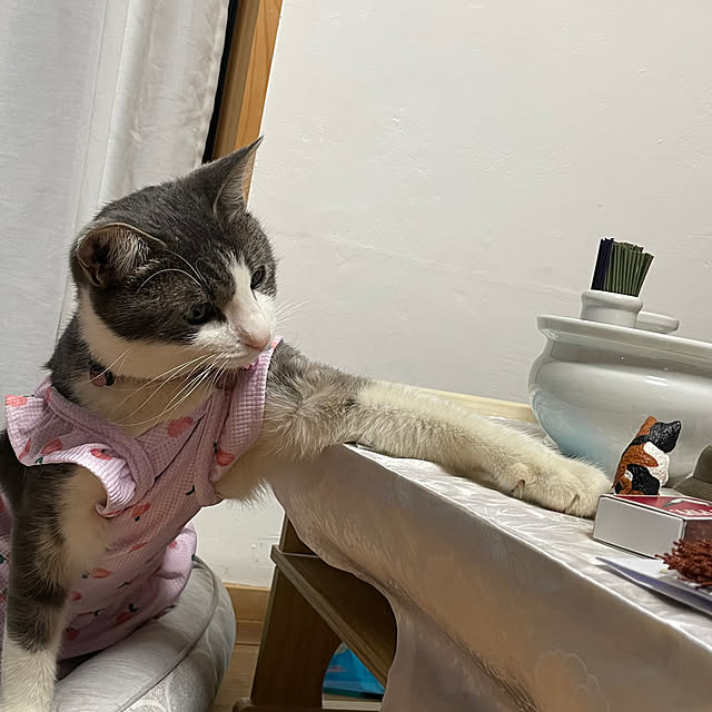 nekosamaさんの部屋