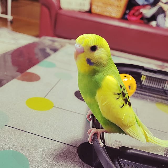 nanaさんの部屋