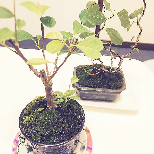lockさんの実例写真