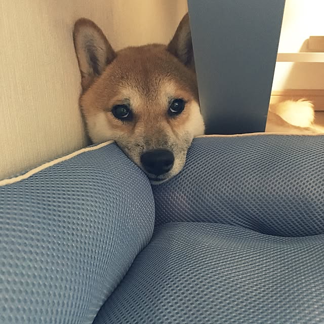 kotaさんの実例写真