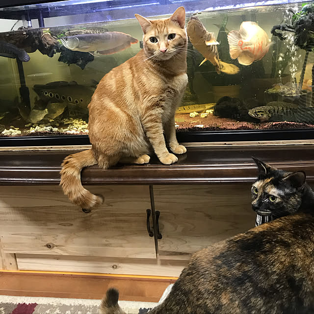 tornadeさんの実例写真