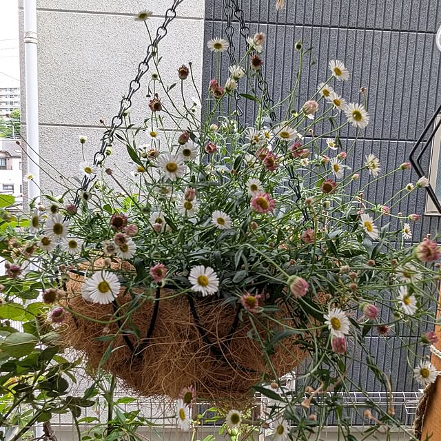 kazuさんの実例写真