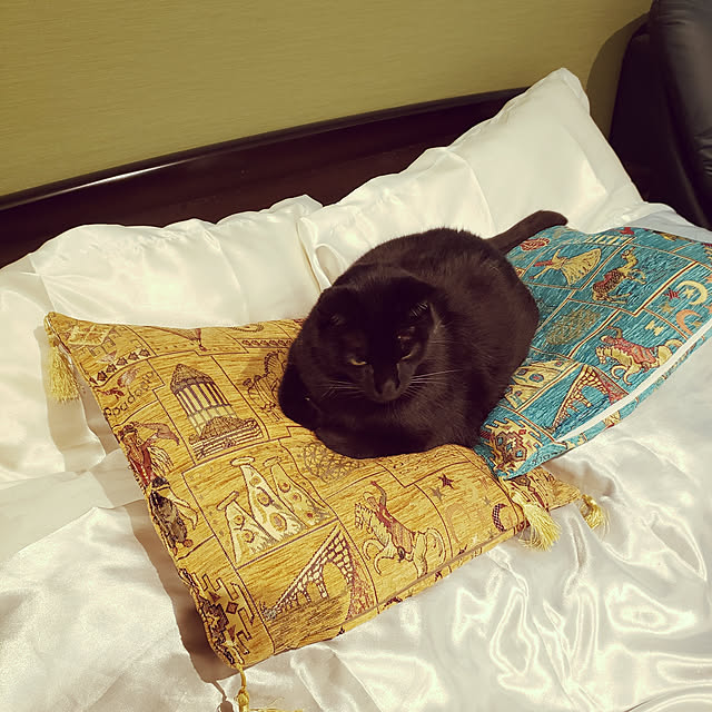 zenoさんの実例写真