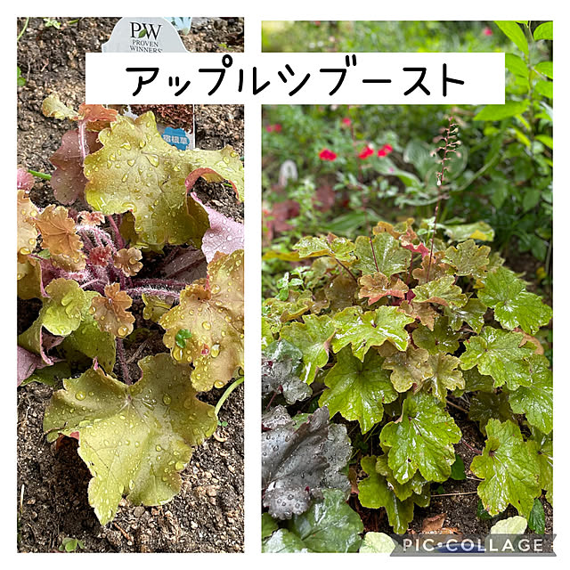 buchiさんの実例写真