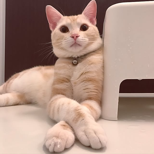 hiyupan88さんの実例写真