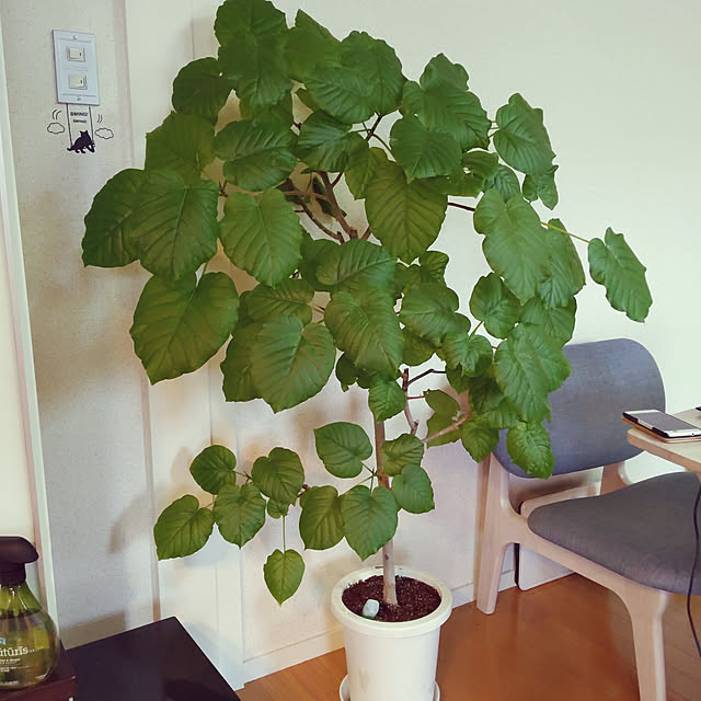 部屋全体/観葉植物のインテリア実例 - 2020-05-09 15:39:25