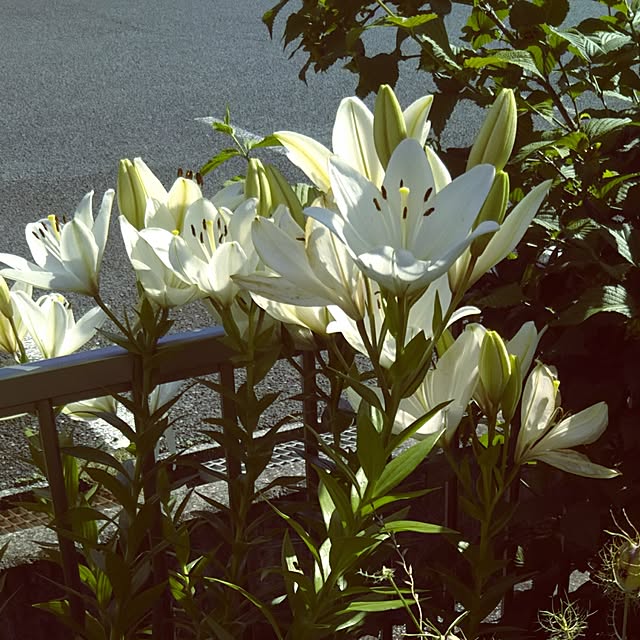 chikohiroさんの実例写真