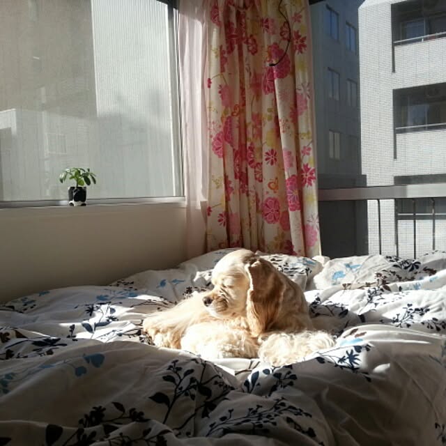 evetamaさんの実例写真