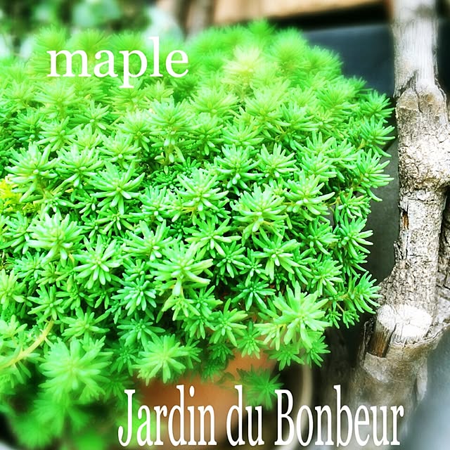 mapleさんの実例写真