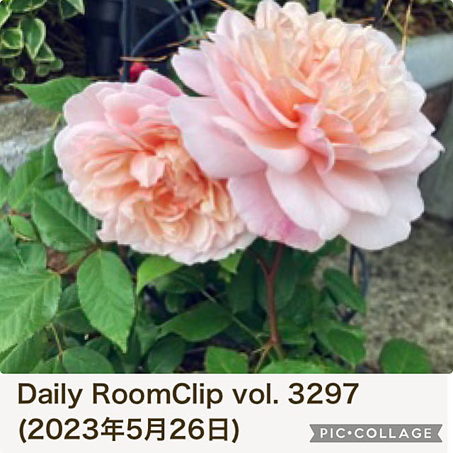 CoCo0617さんの実例写真