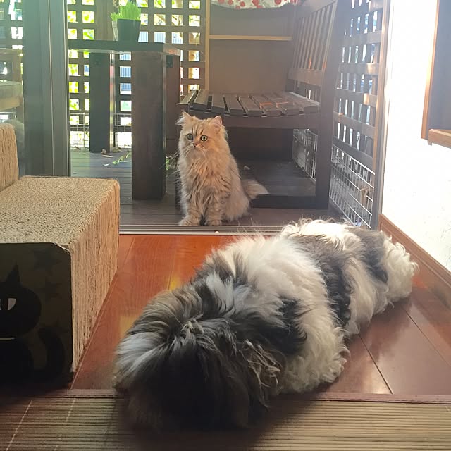butachanさんの実例写真