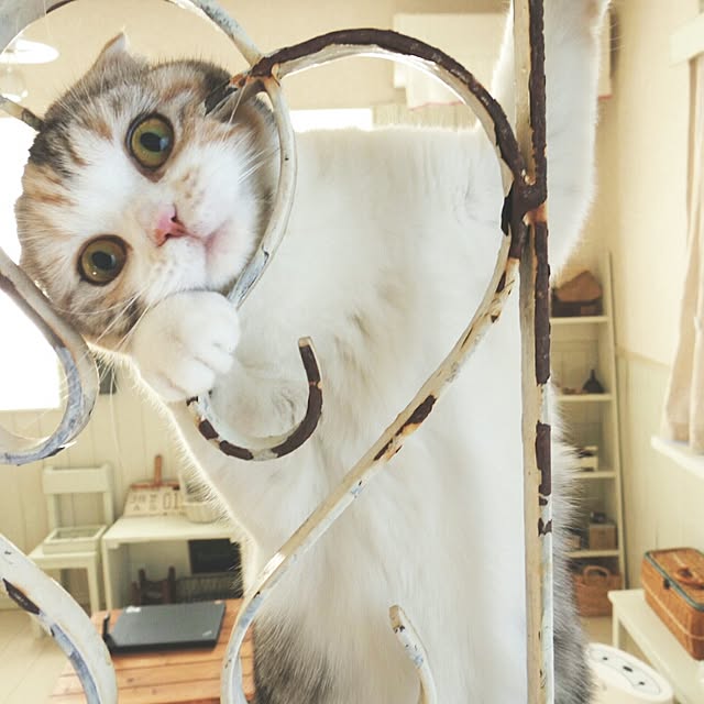 navyさんの実例写真