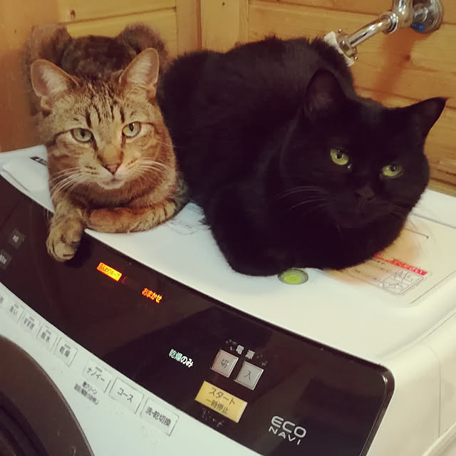 Maki-nekomamireさんの実例写真