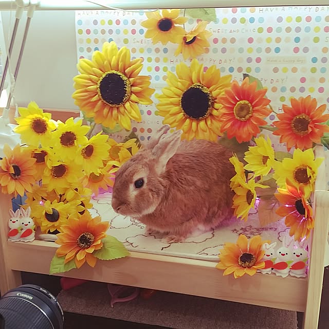 rabbitさんの実例写真