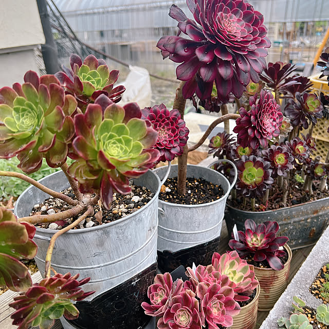 多肉植物】ジョーロの鉢に寄せ植え♪コツと手順 - YouTube