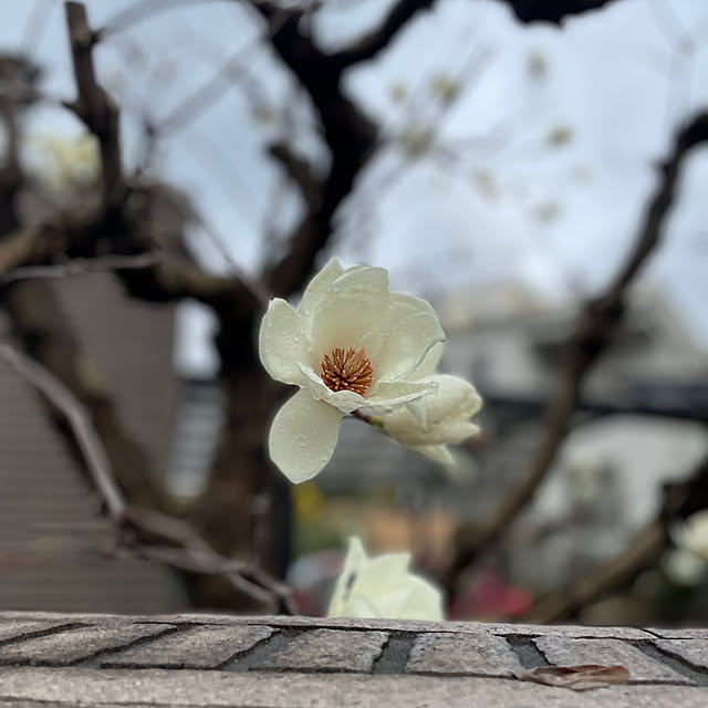 kuikoさんの実例写真