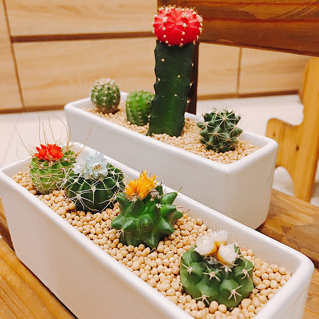 観葉植物/一人暮らし/雑貨/ベッド周りのインテリア実例 - 2018-08-06 03:44:36