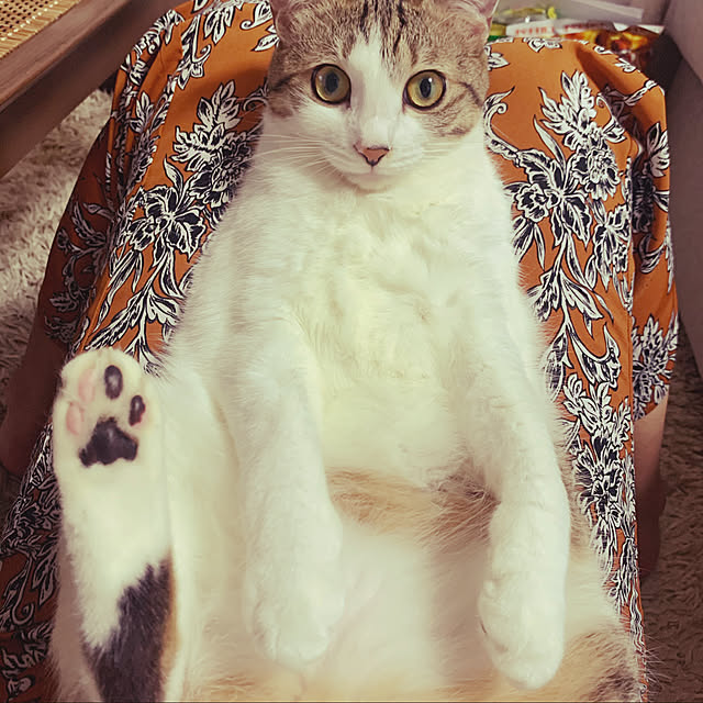 実例写真