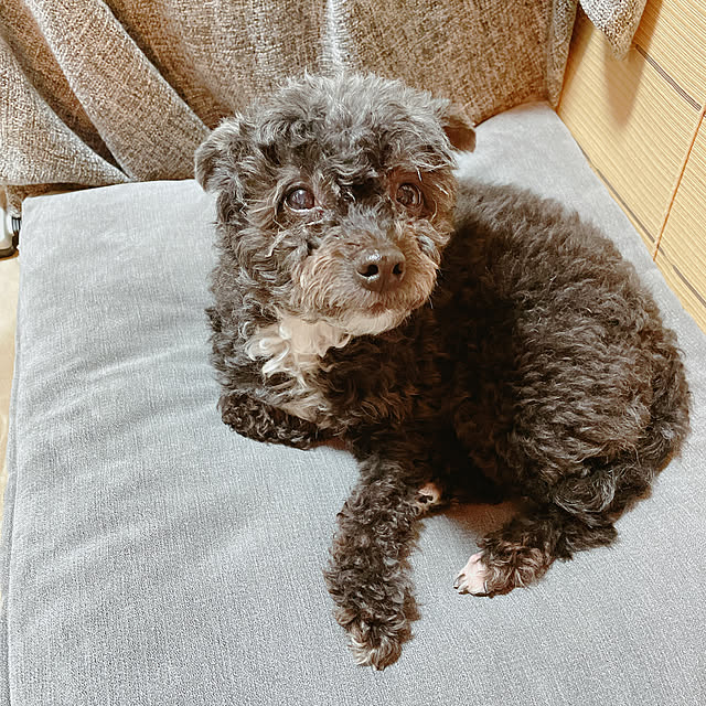 Chipさんの実例写真