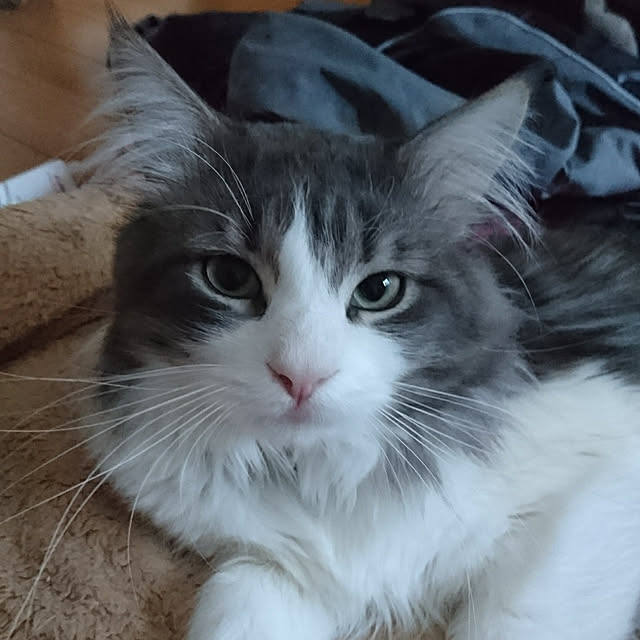 shinobuさんの実例写真