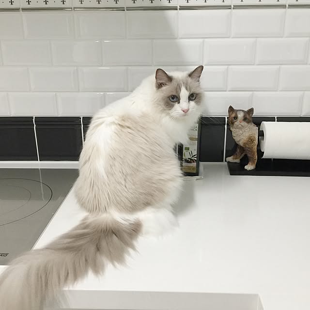 yuchiさんの実例写真