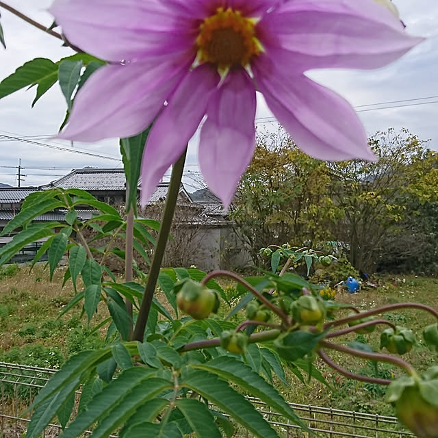 sirukuさんの実例写真