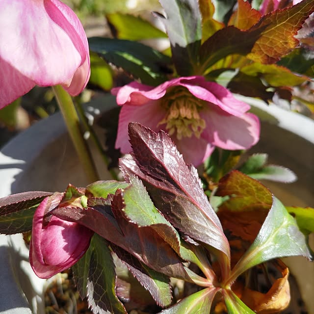 salacocoさんの部屋