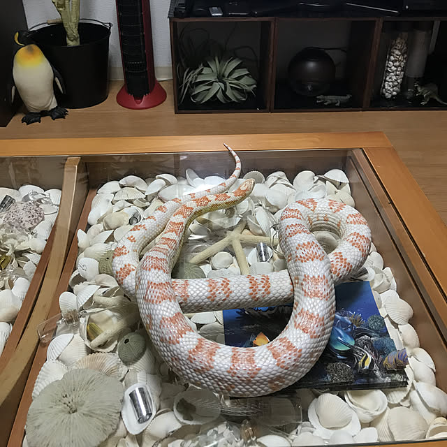 mayuさんの実例写真