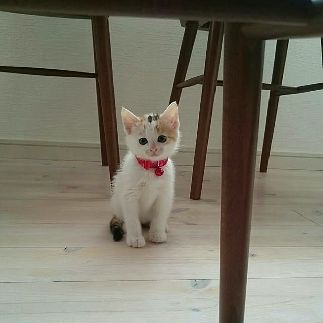 kajiさんの実例写真
