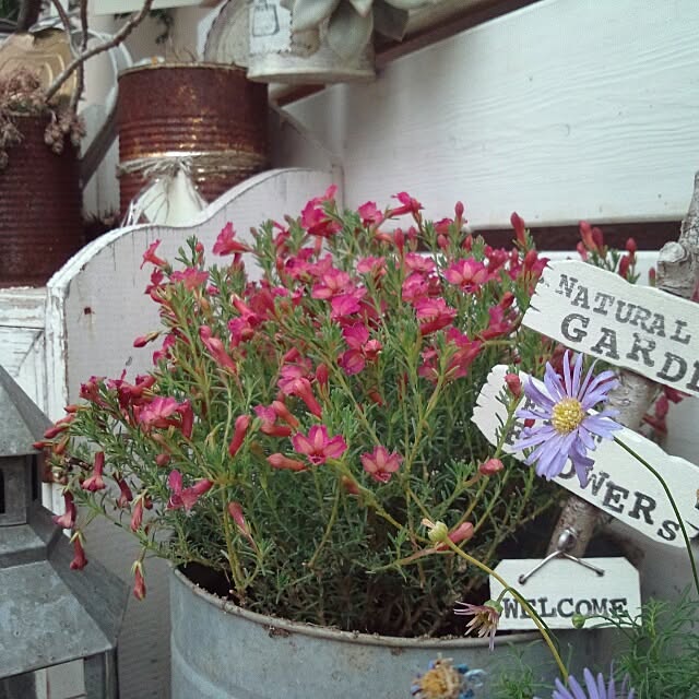 kokkomachaさんの実例写真