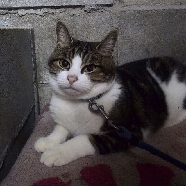 Mikaさんの実例写真