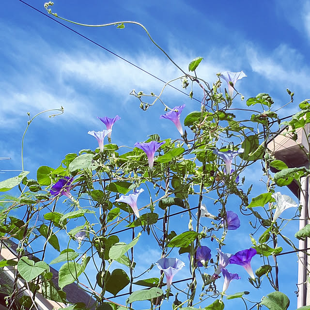 min_nimさんの実例写真