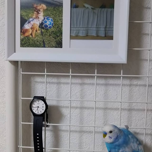 toratanさんの実例写真