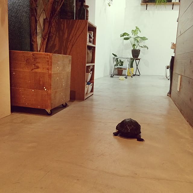 chairgreenさんの実例写真
