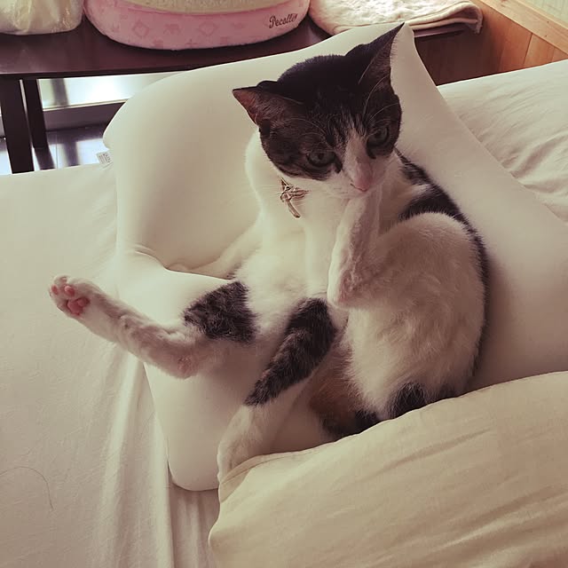Shihoさんの実例写真