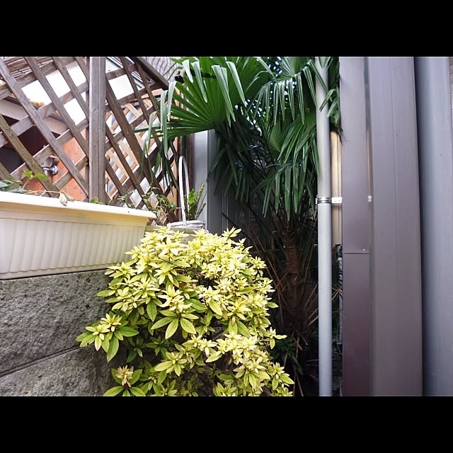 horurunさんの実例写真