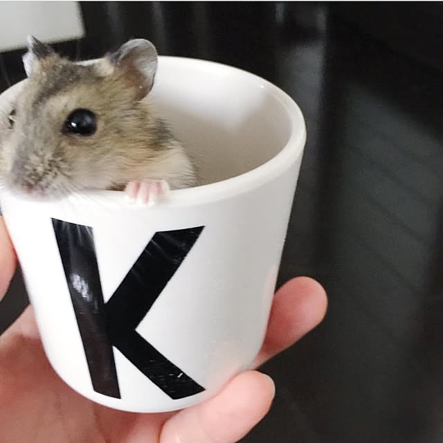 korenankoreさんの実例写真
